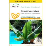 SAFLAX Ensemble de culture - Bananier des neiges - 10 graines - Ensete