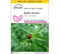 SAFLAX Ensemble de culture - Basilic citronné - 200 graines - Ocimum