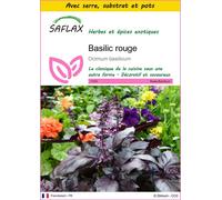 SAFLAX Ensemble de culture - Basilic rouge - 200 graines - Ocimum