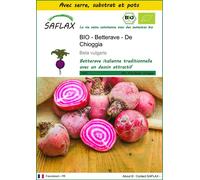 SAFLAX Ensemble de culture - BIO - Betterave - De Chioggia - 70 graines - Beta