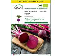 SAFLAX Ensemble de culture - BIO - Betterave - Globe de Detroit - 100 graines - Beta