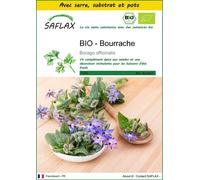 SAFLAX Ensemble de culture - BIO - Bourrache - 40 graines - Borago