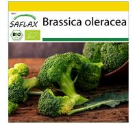 SAFLAX - Ensemble de culture - BIO - Brocoli - Calabrese - 100 graines - Avec mini serre, substrat de culture et 2 pots - Brassica oleracea