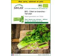 SAFLAX Ensemble de culture - BIO - Céleri en branches - Tall Utah - 500 graines - Apium