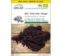SAFLAX Ensemble de culture - BIO - Chou frisé - Rouge - 50 graines - Brassica