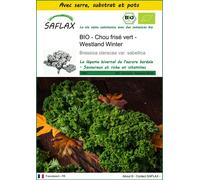 SAFLAX Ensemble de culture - BIO - Chou frisé vert - Westland Winter - 70 graines - Brassica