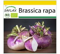 SAFLAX - Ensemble de culture - BIO - Chou-rave - Violet de Vienne - 600 graines - Avec mini serre, substrat de culture et 2 pots - Brassica rapa