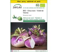 SAFLAX Ensemble de culture - BIO - Chou-rave - Violet de Vienne - 600 graines - Brassica