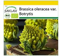 SAFLAX - Ensemble de culture - BIO - Chou - Romanesco - 50 graines - Avec mini serre, substrat de culture et 2 pots - Brassica oleracea var. Botrytis