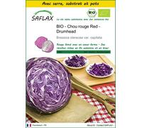 SAFLAX Ensemble de culture - BIO - Chou rouge Red - Drumhead - 250 graines - Brassica