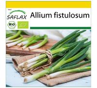 SAFLAX - Ensemble de culture - BIO - Ciboule - Ishikura - 150 graines - Avec mini serre, substrat de culture et 2 pots - Allium fistulosum