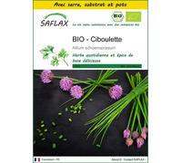 SAFLAX Ensemble de culture - BIO - Ciboulette - 250 graines - Allium