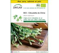 SAFLAX Ensemble de culture - BIO - Ciboulette de Chine - 100 graines - Allium