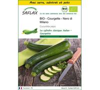 SAFLAX Ensemble de culture - BIO - Courgette - Nero di Milano - 6 graines - Cucurbita