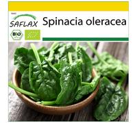SAFLAX - Ensemble de culture - BIO - Epinard - Matador - 300 graines - Avec mini serre, substrat de culture et 2 pots - Spinacia oleracea