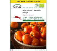 SAFLAX Ensemble de culture - BIO - Piment - Habanero orange - 20 graines - Capsicum