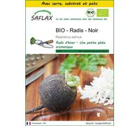 SAFLAX Ensemble de culture - BIO - Radis - Noir - 100 graines - Raphanus