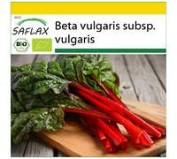 SAFLAX - Ensemble de culture - BIO - Rhubarbe - 50 graines - Avec mini serre, substrat de culture et 2 pots - Beta vulgaris subsp. vulgaris