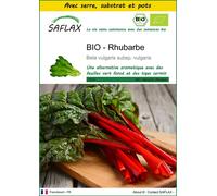 SAFLAX Ensemble de culture - BIO - Rhubarbe - 50 graines - Beta