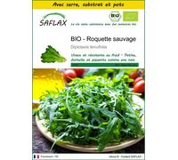 SAFLAX Ensemble de culture - BIO - Roquette sauvage - 1500 graines - Diplotaxis