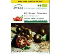 SAFLAX Ensemble de culture - BIO - Tomate - Cerise noire - 10 graines - Solanum
