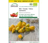 SAFLAX Ensemble de culture - BIO - Tomate - Yellow submarine - 10 graines - Solanum