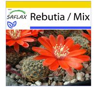 SAFLAX - Ensemble de culture - Cactus nain argentin - 40 graines - Avec mini serre, substrat de culture et 2 pots - Rebutia / Mix