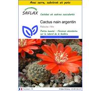 SAFLAX Ensemble de culture - Cactus nain argentin - 40 graines - Rebutia