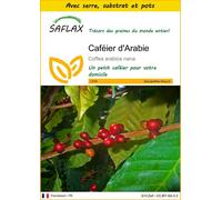 SAFLAX Ensemble de culture - Caféier d'Arabie - 8 graines - Coffea