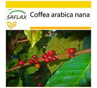 SAFLAX Ensemble de culture - Caféier d'Arabie - 8 graines - Coffea