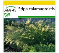 SAFLAX - Ensemble de culture - Calamagrostide argentée - 50 graines - Avec mini serre, substrat de culture et 2 pots - Stipa calamagrostis