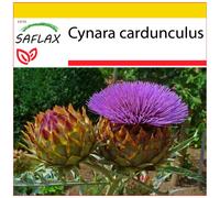 SAFLAX - Ensemble de culture - Cardon - 50 graines - Avec mini serre, substrat de culture et 2 pots - Cynara cardunculus