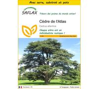 SAFLAX Ensemble de culture - Cèdre de l'Atlas - 20 graines - Cedrus