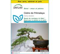 SAFLAX Ensemble de culture - Cèdre de l'Himalaya - 35 graines - Cedrus