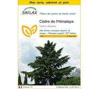 SAFLAX Ensemble de culture - Cèdre de l'Himalaya - 35 graines - Cedrus