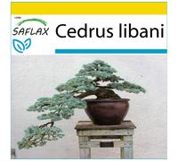 SAFLAX - Ensemble de culture - Cèdre du Liban - 20 graines - Avec mini serre, substrat de culture et 2 pots - Cedrus libani