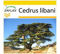 SAFLAX - Ensemble de culture - Cèdre du Liban - 20 graines - Avec mini serre, substrat de culture et 2 pots - Cedrus libani