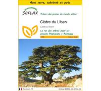SAFLAX Ensemble de culture - Cèdre du Liban - 20 graines - Cedrus