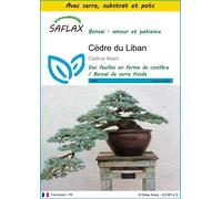 SAFLAX Ensemble de culture - Cèdre du Liban - 20 graines - Cedrus