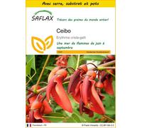 SAFLAX Ensemble de culture - Ceibo - 6 graines - Erythrina