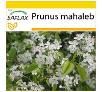 SAFLAX - Ensemble de culture - Cerisier de Sainte-Lucie - 30 graines - Avec mini serre, substrat de culture et 2 pots - Prunus mahaleb