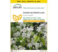 SAFLAX Ensemble de culture - Cerisier de Sainte-Lucie - 30 graines - Prunus