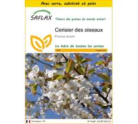 SAFLAX Ensemble de culture - Cerisier des oiseaux - 10 graines - Prunus