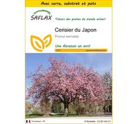 SAFLAX Ensemble de culture - Cerisier du Japon - 30 graines - Prunus