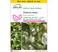SAFLAX Ensemble de culture - Chanvre d'eau - 100 graines - Stevia