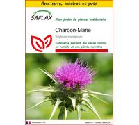 SAFLAX Ensemble de culture - Chardon-Marie - 75 graines - Silybum