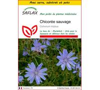 SAFLAX Ensemble de culture - Chicorée sauvage - 250 graines - Cichorium