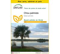 SAFLAX Ensemble de culture - Chou palmiste - 8 graines - Sabal