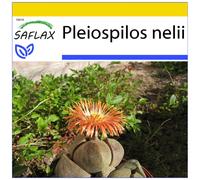 SAFLAX - Ensemble de culture - Cleft Stone - 40 graines - Avec mini serre, substrat de culture et 2 pots - Pleiospilos nelii