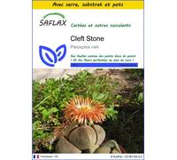 SAFLAX Ensemble de culture - Cleft Stone - 40 graines - Pleiospilos